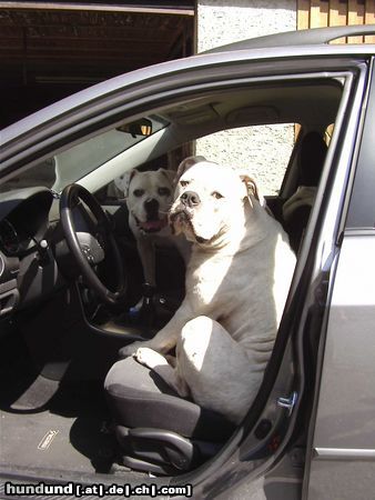 American Bulldog Hunde Foto 14040 American Bulldog Amigo & Nora