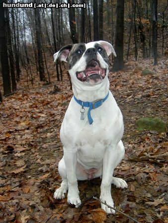 American Bulldog Hunde Foto 19599 American Bulldog wo bleibt mein Kommando??