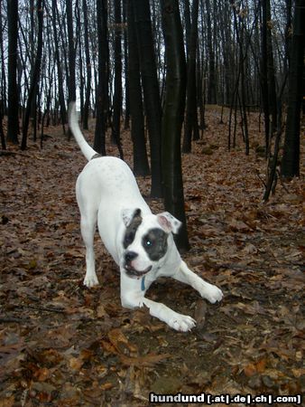 American Bulldog Hunde Foto 19268 American Bulldog hmmmmmm