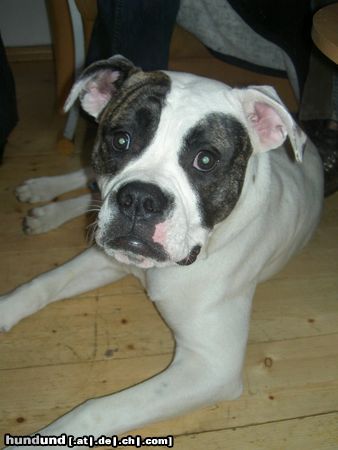 American Bulldog Hunde Foto 19600 American Bulldog wo bleibt mein Kommando??