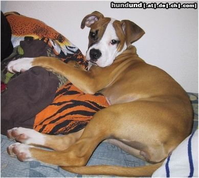 American Bulldog Hunde Foto 6558 American Bulldog Anduva Midgard