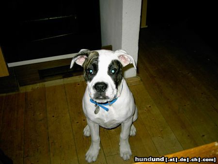American Bulldog Hunde Foto 19029 American Bulldog Angel