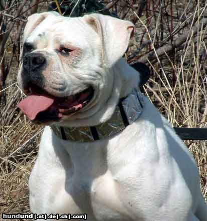 American Bulldog Hunde Foto 5864 American Bulldog North Viking's Bossy Babe