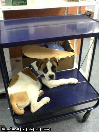 American Bulldog Hunde Foto 23095 American Bulldog Lilli auf Arbeit im Rollwagen