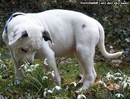 American Bulldog Hunde Foto 19655 American Bulldog Frühlingserwachen..