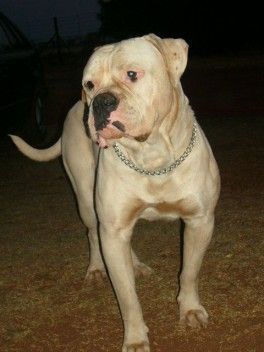 American Bulldog Hunde Foto 37040 in höherer Auflösung ansehen American Bulldog White Bull's Chester