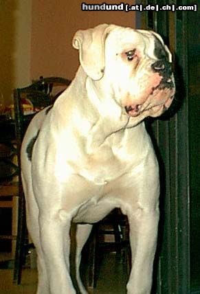 American Bulldog Hunde Foto 5871 American Bulldog Rebel Rose\'s Savvy of Mancera