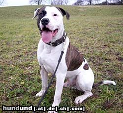 American Bulldog Hunde Foto 9448 American Bulldog Bodo ist fast erwachsen