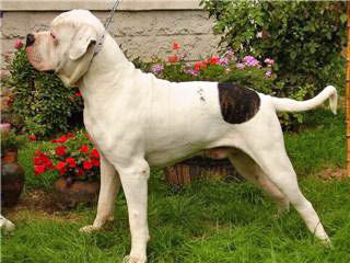 American Bulldog Hunde Foto 41448 in höherer Auflösung ansehen American Bulldog Bulli