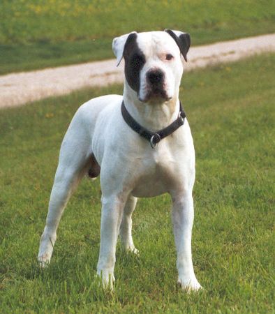 American Bulldog Al Capone von boöhmers Strolche! Stockmaß 76 cm!