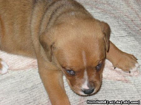 American Bulldog Hunde Foto 8228 American Bulldog Unser neues Familienmitglied,ein amstaff ist bereits vor´handen