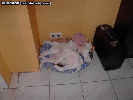 American Bulldog Hunde Foto 22141 American Bulldog ohne Worte