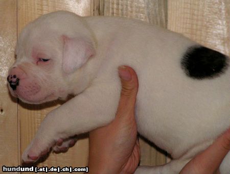 American Bulldog Hunde Foto 15855 American Bulldog Efe als Baby