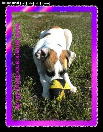 American Bulldog Hunde Foto 24854 in höherer Auflösung ansehen American Bulldog Meine Süße 5 Monate alt