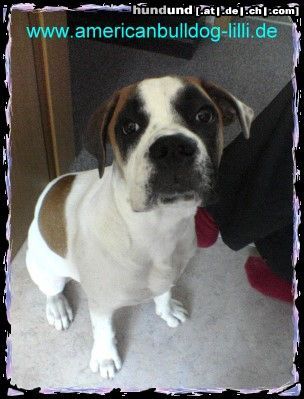 American Bulldog Hunde Foto 24855 in höherer Auflösung ansehen American Bulldog Meine Süße 5 Monate alt