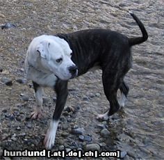 American Bulldog Hunde Foto 12766 American Bulldog Unsere alte Helga