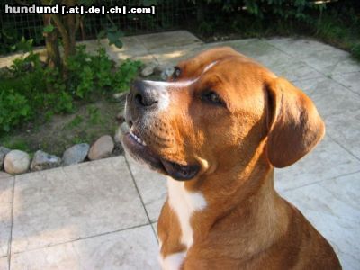 American Bulldog Hunde Foto 20041 American Bulldog