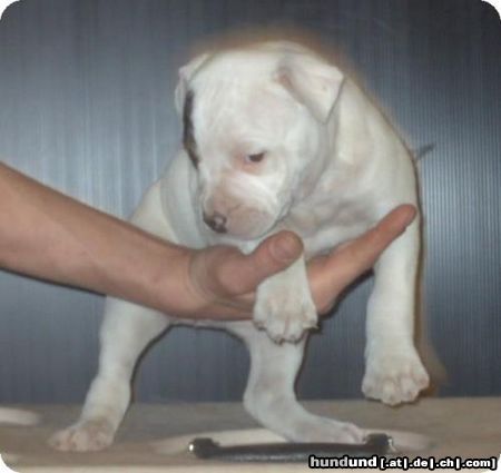 American Bulldog Hunde Foto 19323 in höherer Auflösung ansehen American Bulldog Wurftag 15.01.2005
