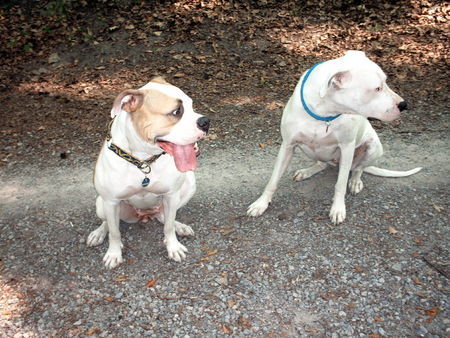 American Bulldog Hunde Foto 32511 in höherer Auflösung ansehen American Bulldog mit freundin (dogo argentino)