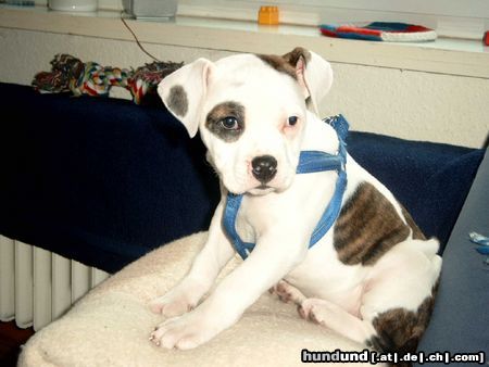 American Bulldog Hunde Foto 23661 American Bulldog Unsere Joy mit 9 Wochen