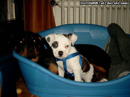 American Bulldog Hunde Foto 23662 American Bulldog Joy und Kim