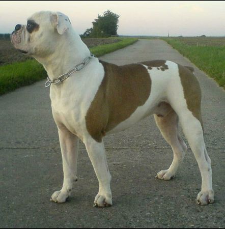 American Bulldog Woody Allen