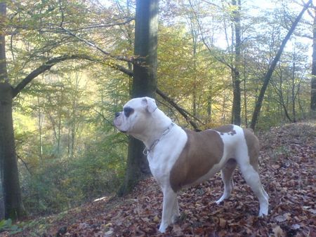 American Bulldog Hunde Foto 41893 American Bulldog Woody Allen