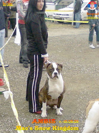 American Bulldog ambis