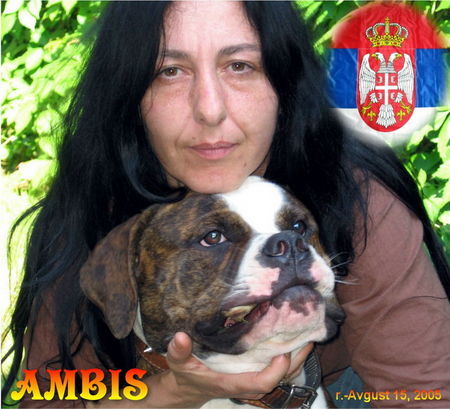 American Bulldog Hunde Foto 31800 American Bulldog