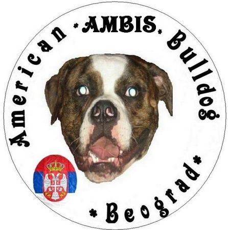 American Bulldog Hunde Foto 31773 American Bulldog