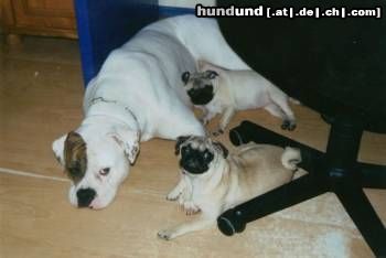 American Bulldog Hunde Foto 3394 American Bulldog White Bull´s Miracle