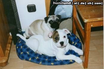 American Bulldog Hunde Foto 3395 American Bulldog White Bull´s Miracle
