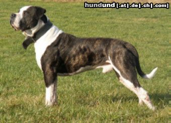 American Bulldog Hunde Foto 19216 American Bulldog Papa Champion Müller