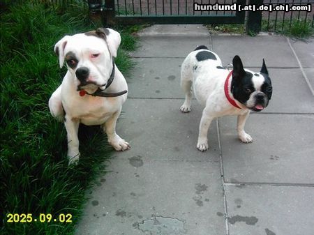 American Bulldog Hunde Foto 25837 American Bulldog Joy und Mabel