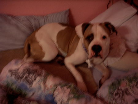American Bulldog Hunde Foto 32510 American Bulldog im bett = )
