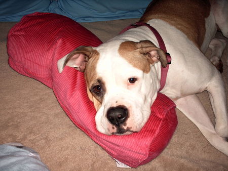 American Bulldog Hunde Foto 32509 American Bulldog meine süße