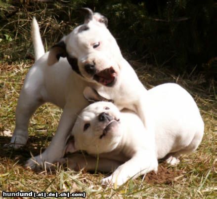 American Bulldog Hunde Foto 19656 American Bulldog zwei ganz Wilde