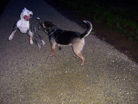 American Bulldog Hunde Foto 39560 American Bulldog nur spiel