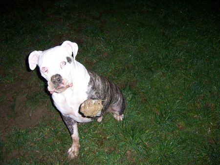 American Bulldog Hunde Foto 39558 American Bulldog winke winke