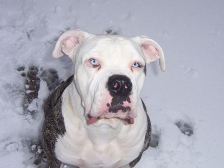 American Bulldog Hunde Foto 39539 American Bulldog the Blue