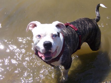American Bulldog Hunde Foto 39561 American Bulldog mein wasser