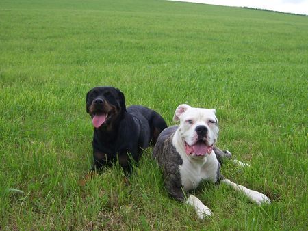 American Bulldog Hunde Foto 39559 American Bulldog mit freundin Tyra