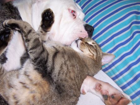 American Bulldog Hunde Foto 39550 American Bulldog Badenixen