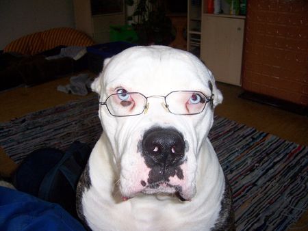 American Bulldog Hunde Foto 39547 American Bulldog Badenixen