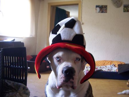 American Bulldog Hunde Foto 39548 American Bulldog Badenixen