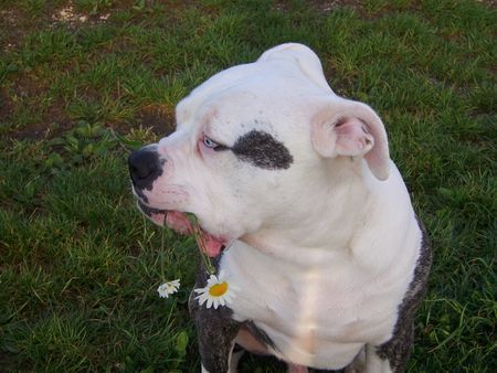 American Bulldog Hunde Foto 39549 American Bulldog Badenixen