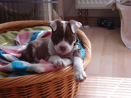 American Bulldog Hunde Foto 37871 in höherer Auflösung ansehen American Bulldog hallo