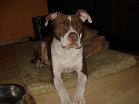American Bulldog Hunde Foto 41221 in höherer Auflösung ansehen American Bulldog Achtung Wer in die Niederlande mit seinem