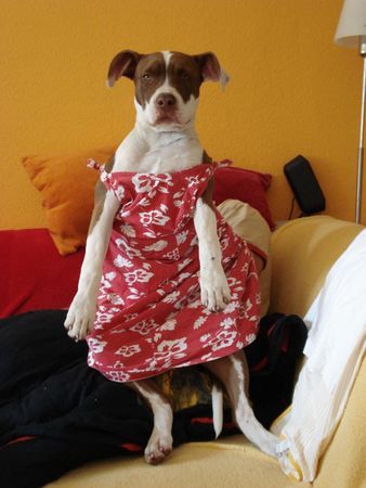 American Bulldog Hunde Foto 39590 in höherer Auflösung ansehen American Bulldog Nicki singt : weil ich ein Mädchen bin