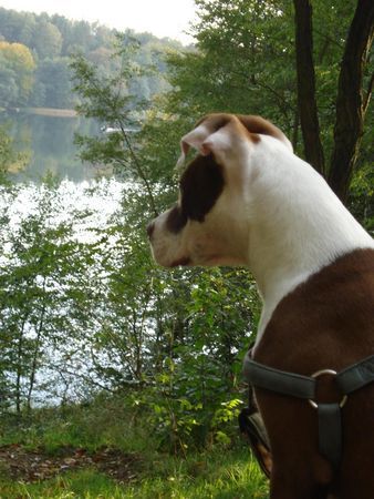 American Bulldog Hunde Foto 40005 in höherer Auflösung ansehen American Bulldog Nicki(BulliMix) am Liebnitzsee